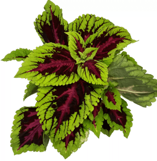 Coleus Forsokoli Plant in Matcha Slim relieves nervousness when losing weight